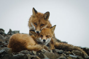 wild-foxes-photography-ivan-kislov-27